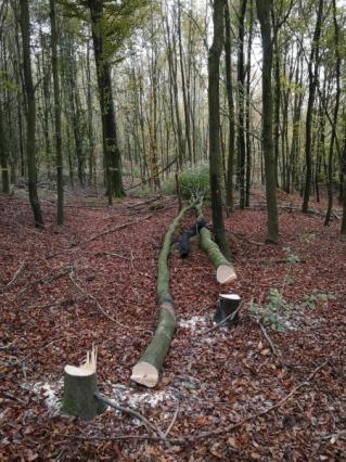 Bild "20191030_bung_Wald2.jpg"